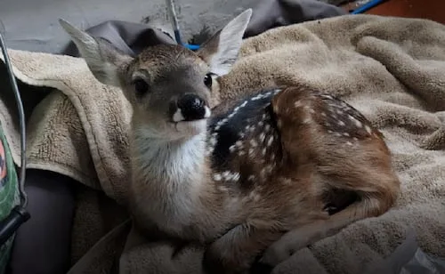 Profepa atiende a cría de venado cola blanca y una víbora de cascabel en Morelos; ciervo recibe crianza artificial