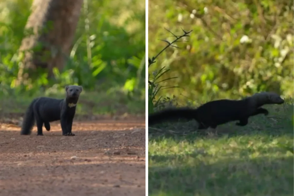Fotógrafo registra momento raro de irara durante passeio no Pantanal de MS; veja vídeo