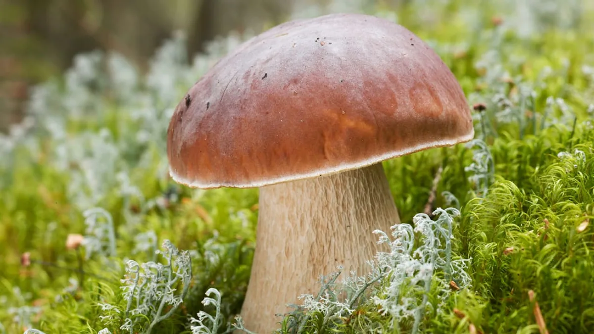 Ernte ist garantiert - Das sind die besten Fundorte für Steinpilze