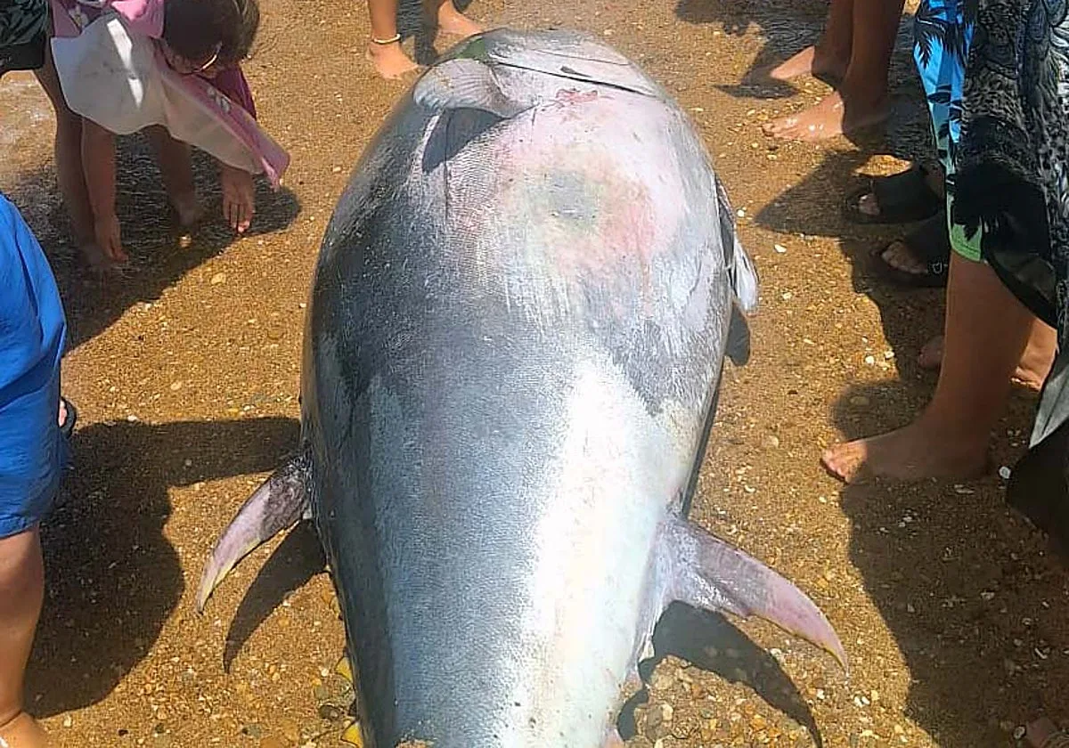 Aparece un atún de doscientos kilos en una playa de Chipiona