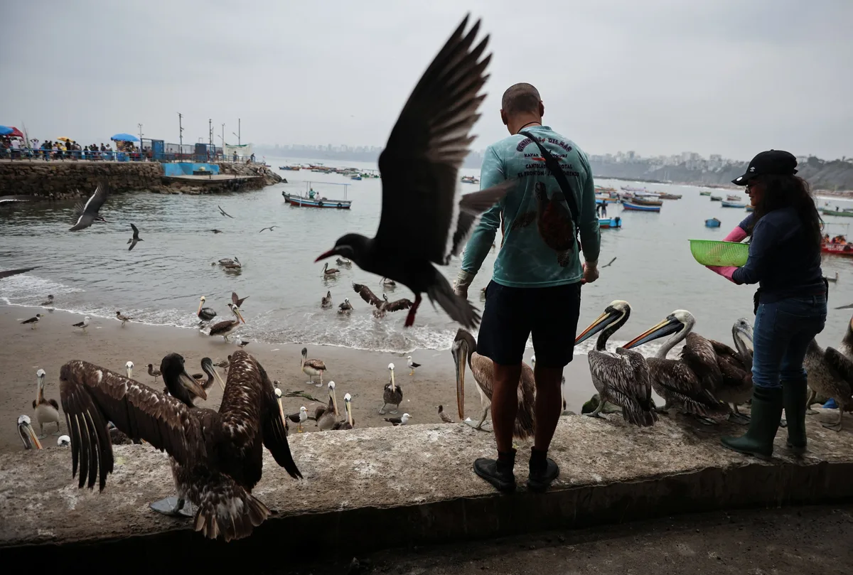 Informe Planeta Vivo 2026: la fauna silvestre cae 73% y América Latina es la región más golpeada