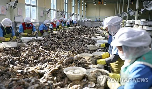 수출 굴, 미국서 6차례 노로바이러스로 폐기…관리 예산 미편성