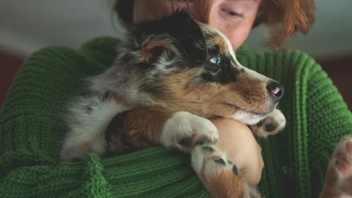 Vorsicht bei Auslandstieren - Hund mit falschen Impfunterlagen stirbt an Tollwut
