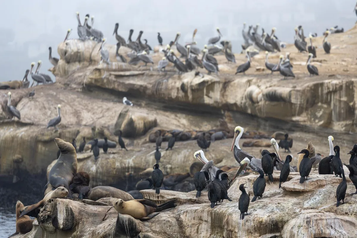 'Unacceptable': La Jolla man who admitted kicking a sea lion faces a year in jail and $100,000 fine