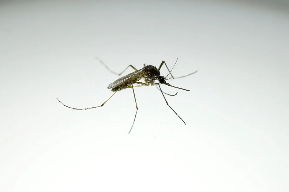 Mosquitos machos esterilizados: la biotecnología que busca frenar el avance del dengue y zika