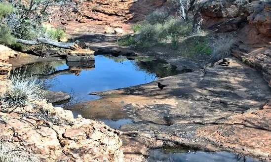 Una cámara transmite en vivo la vida silvestre de un parque de Australia: qué animales pueden verse en tiempo real