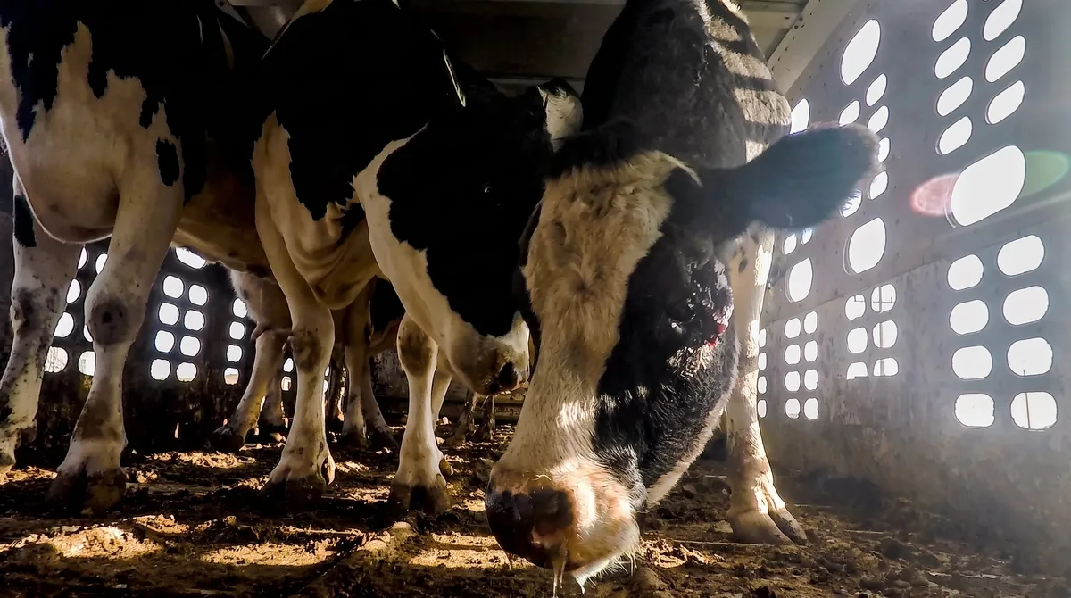 EEUU rechazó a más de 121 mil bovinos mexicanos entre 2020 y 2025: dos de cada tres casos por incumplimientos de bienestar animal