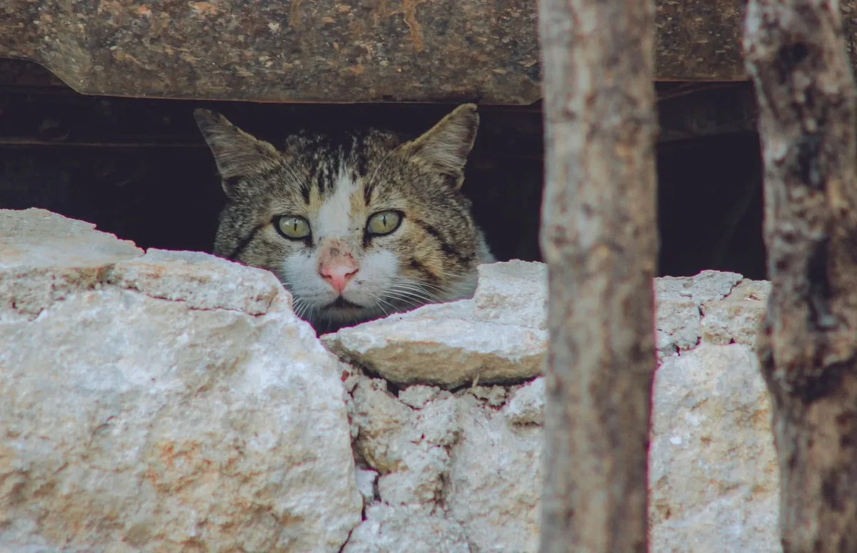 ¿Qué hacer con tu mascota ante un desastre natural? Estas son tres claves para protegerla durante una emergencia