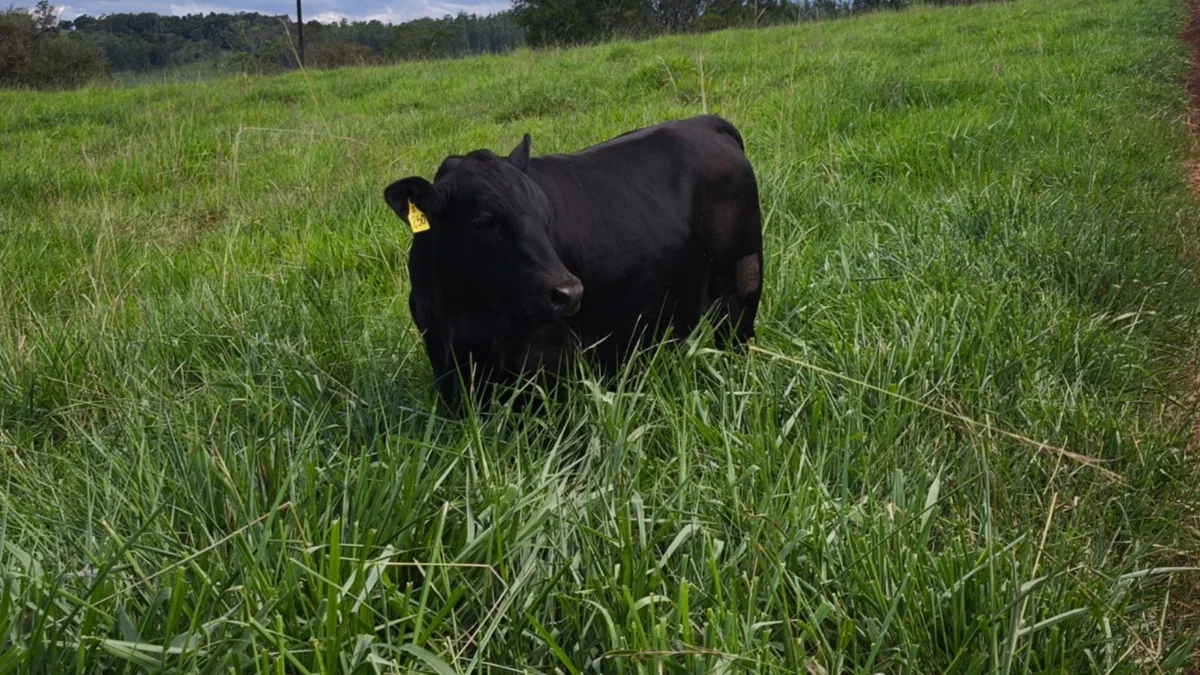 Senangus: nova raça combina rusticidade e qualidade de carne; conheça