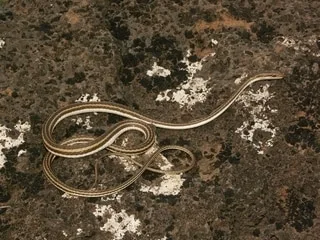 Un serpent rare observé pour la première fois en 150 ans en Inde, que sait-on de ce reptile ?