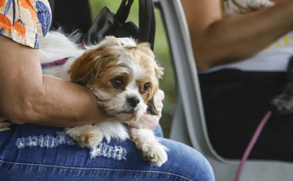 Curitiba abre 8.475 vagas para castração gratuita de cães e gatos; saiba como participar