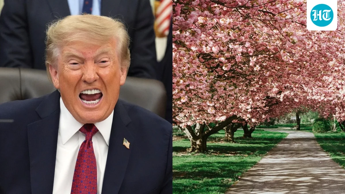 Trump's cherry tree removal row: Company working on DC golf course denies cutting trees gifted by Japan