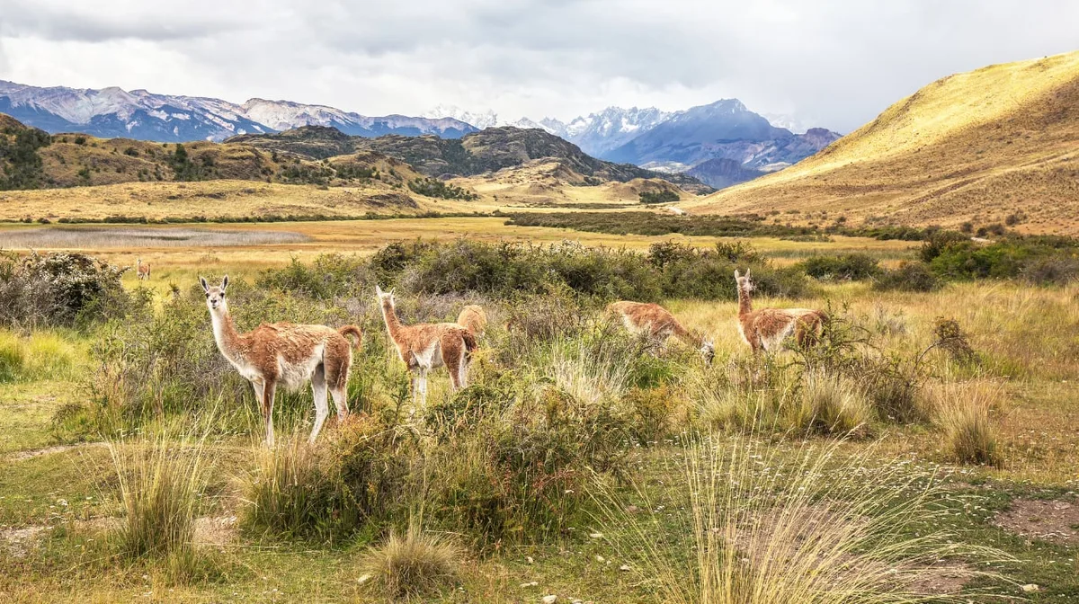 Compraron una estancia de 70.000 hectáreas y retiraron 25.000 animales: 14 años después se convirtió en parque nacional