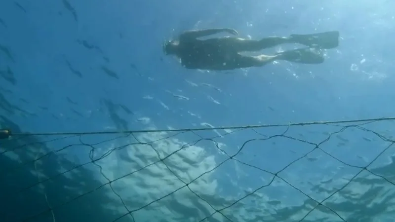 'Shark nets protect politicians': Expert slams $2 million program