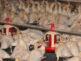 Un surprenant nouveau cas de grippe aviaire détecté en France