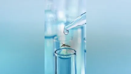 Une piste prometteuse pour développer un vaccin contre les virus transmis par les moustiques