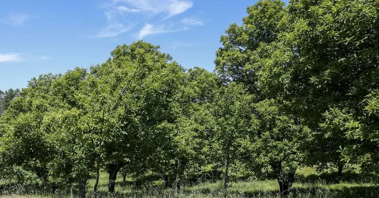 Certificação florestal pode favorecer a biodiversidade