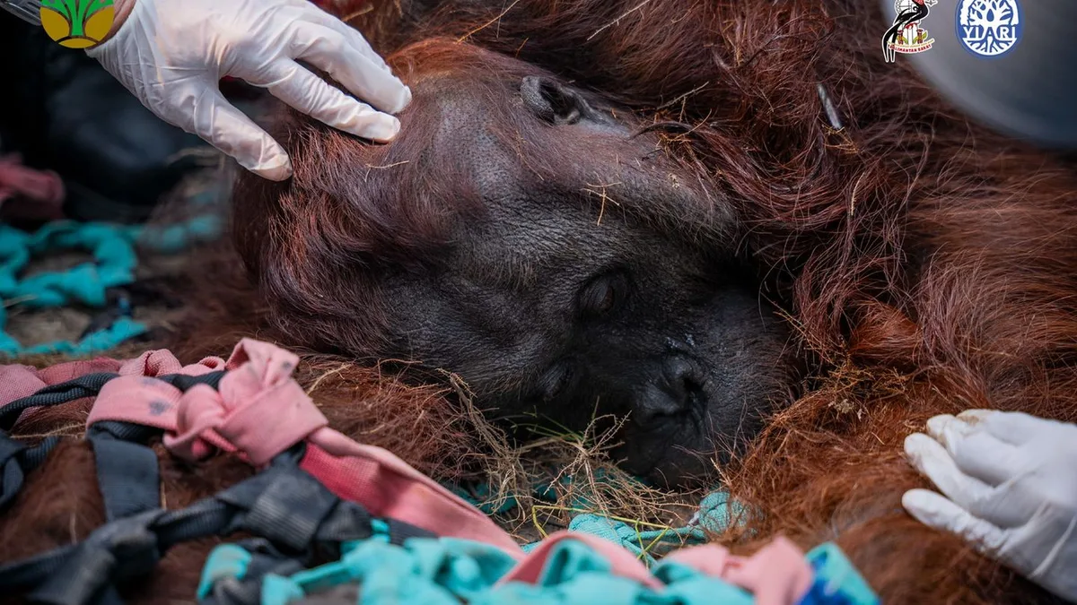 Kampf um letzte Menschenaffen: Waldbrände auf Borneo: Orang-Utan stirbt an Atemproblemen