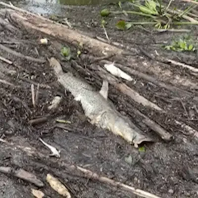 Pescadores mostram decoada chegando mais cedo ao Rio Miranda