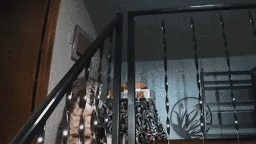 Washington homeowner hears mysterious banging, calls 911 before police find growling bobcat at top of stairs