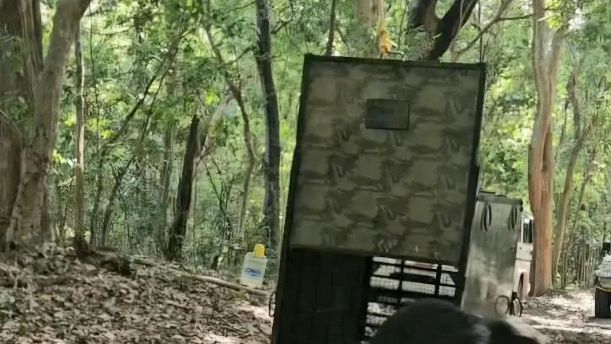 Sloth bear caught, released in tiger reserve