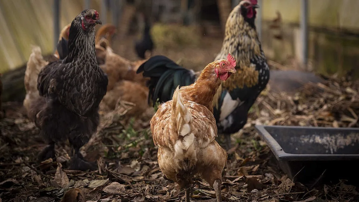 China inunda mercado da proteína com frango abaixo do preço de mercado