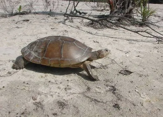 Rescatan a tortuga galápago entre los escombros en La Guaira (VIDEO)
