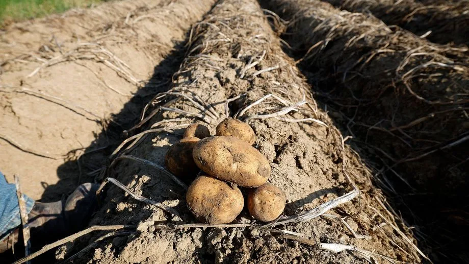 Sécheresse : les producteurs de pommes de terre s'attendent à une récolte historiquement faible