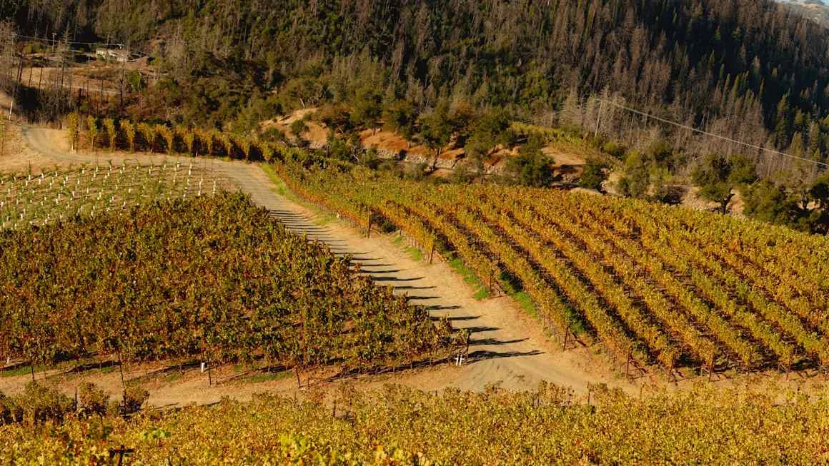 Napa Valley’s hangover