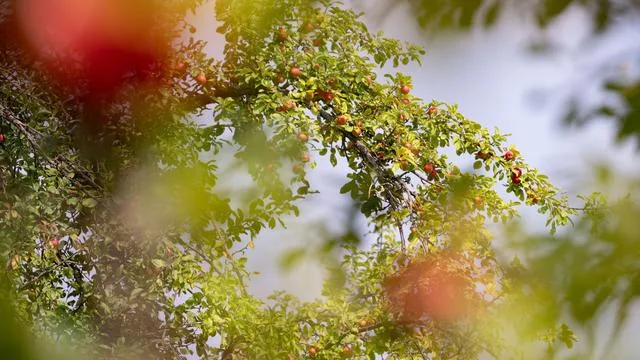 Routen und Wege: Wanderwege an Hessens Streuobstwiesen