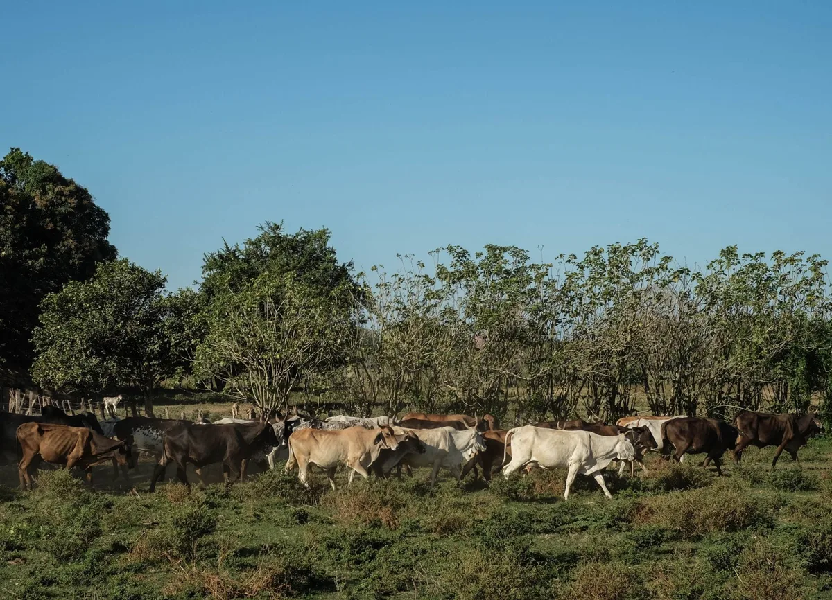 Veracruz contribuye a la soberanía alimentaria nacional con impulso al maíz y la ganadería