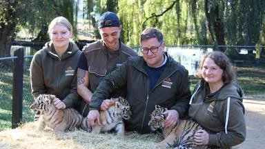 Gesundheits-Check für Sibirische Tiger-Drillinge