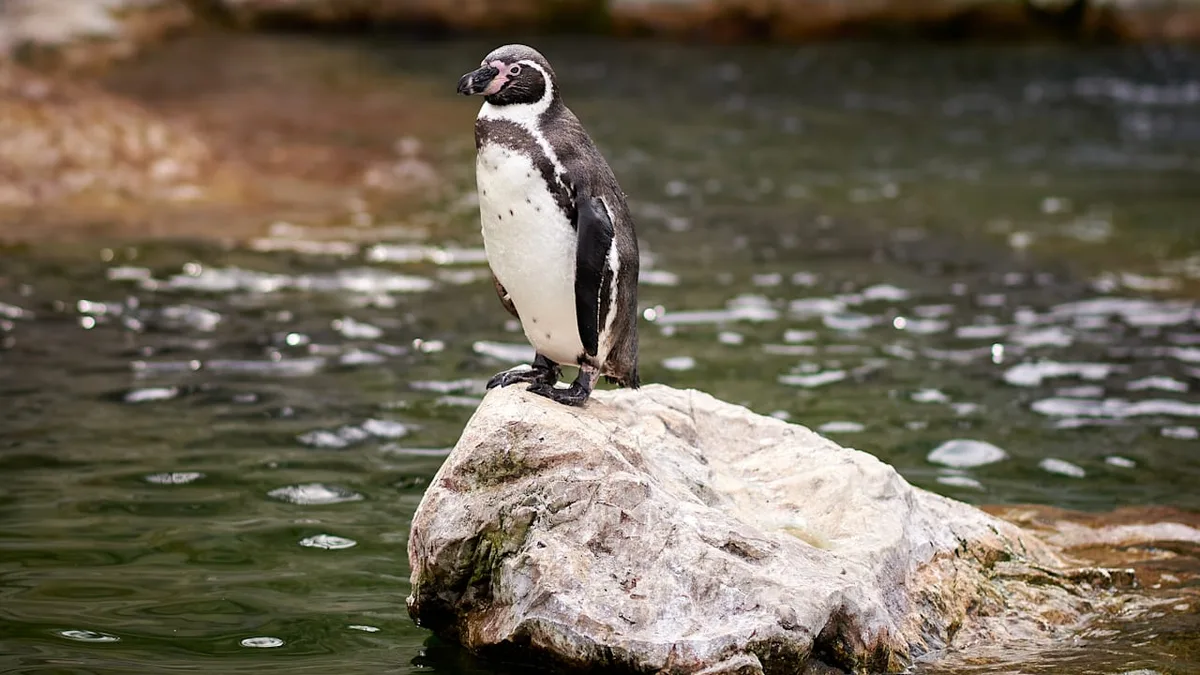Mode mit wichtiger Aufgabe - Verletzte Pinguine bekommen ungewöhnliche Kleidung