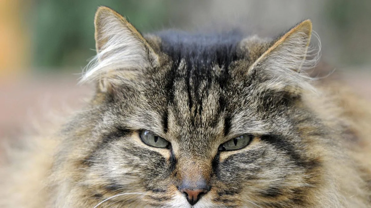 Lebenserwartung: Wie alt werden Katzen – und warum sterben manche früher?
