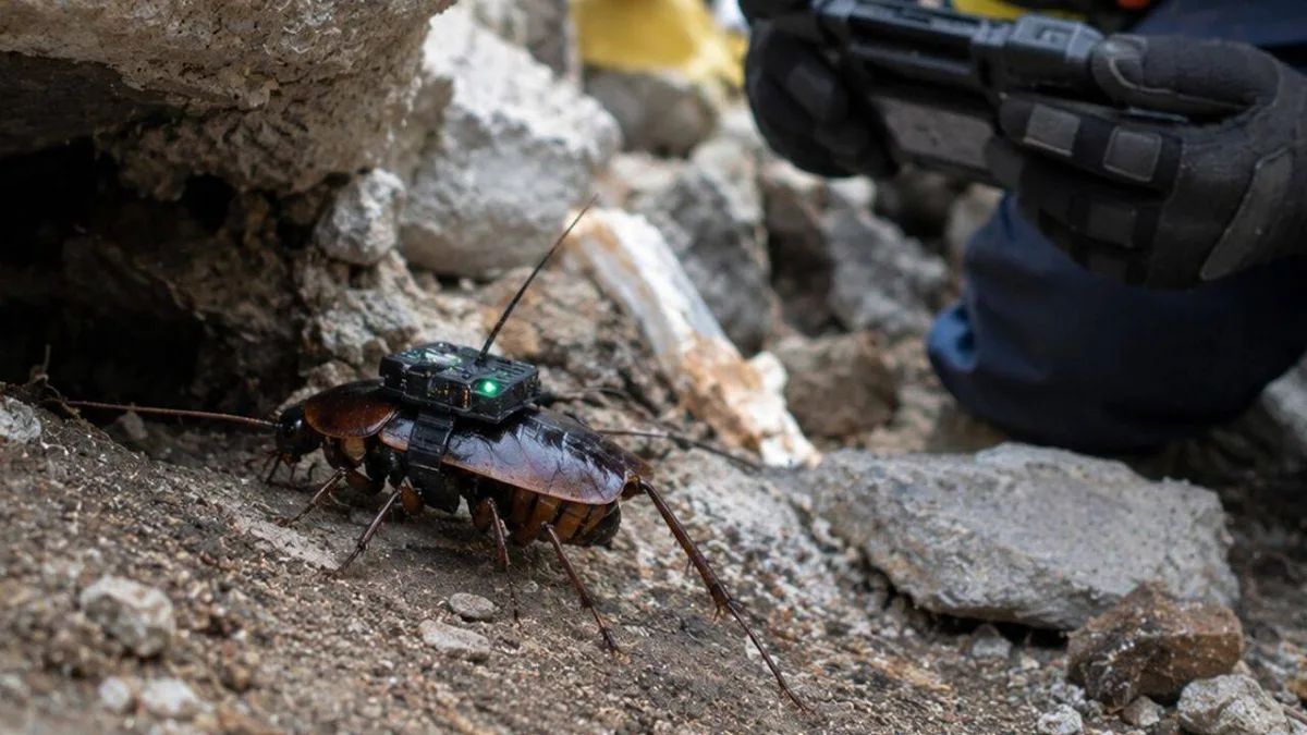 Researchers equip giant cockroaches with medical backpacks to deliver life-saving aid