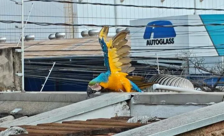 Arara fica presa em cerca elétrica na Avenida Manoel da Costa Lima