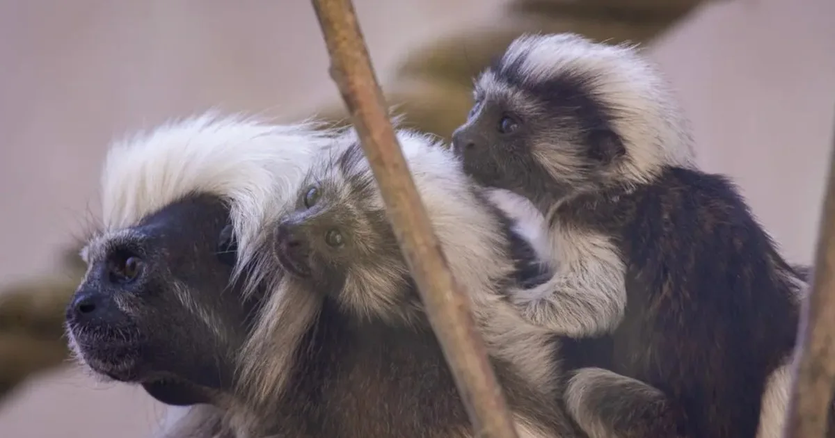 Nacieron gemelos de una especie de mono en peligro crítico de extinción en un zoológico de Inglaterra