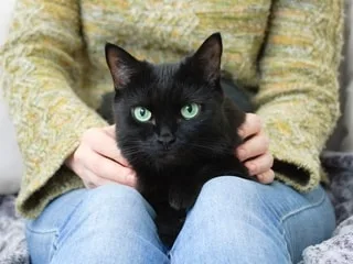 Les chats noirs portent-ils malheur partout ? Voici ce que révèlent les superstitions à travers le monde