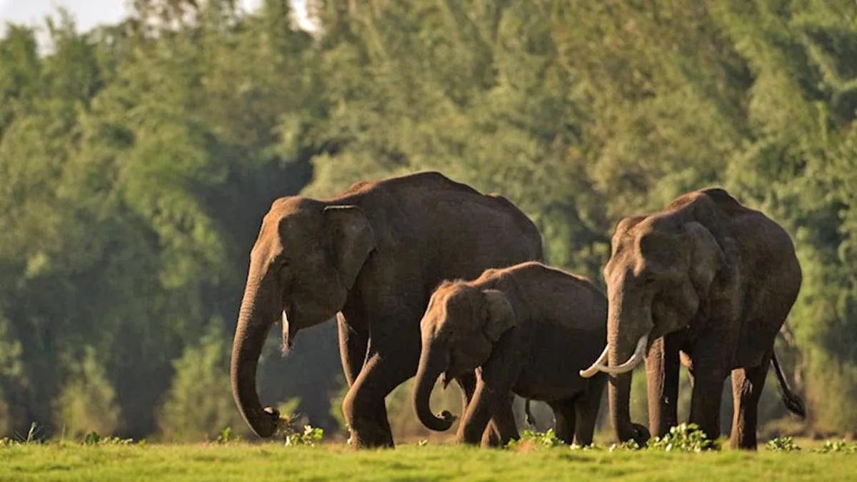 Tamil Nadu notifies three new elephant corridors