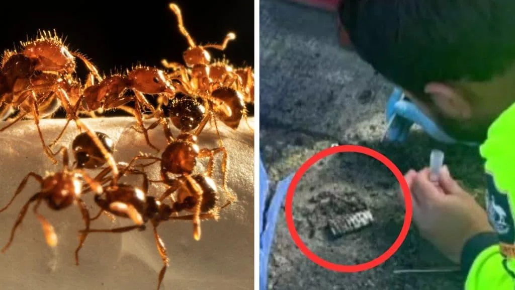 Pest teams mobilise after fire ant nest found in Sydney’s Inner West