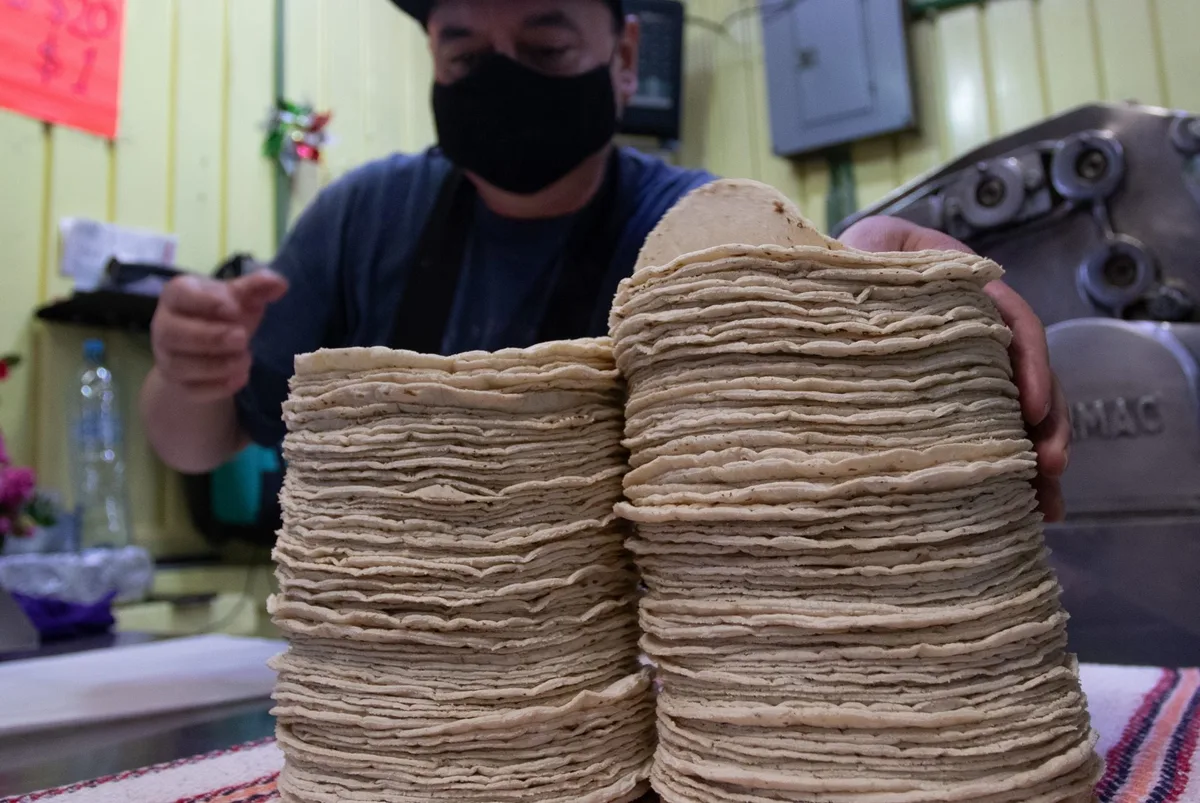 Maíz sube 6%... pero Gobierno de Sheinbaum advierte: ‘No hay razón para subir el precio de la tortilla’