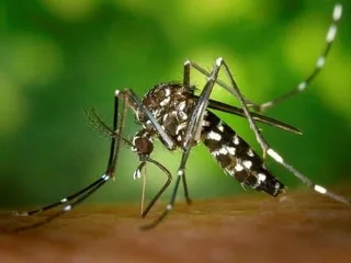 Un cas de dengue détecté en Pays de la Loire : un insecticide va être pulvérisé dans un quartier de cette petite commune