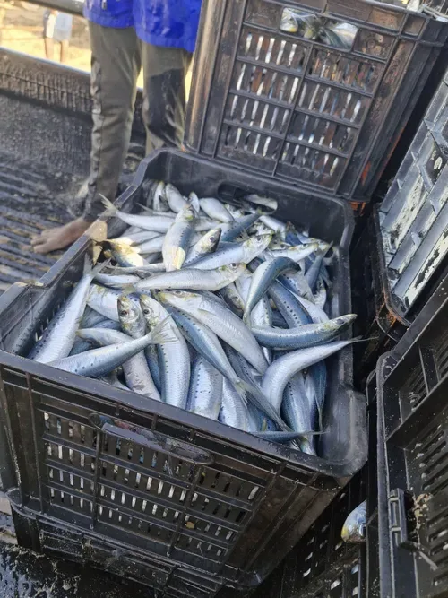 Pilchard herpesvirus detected in mass sardine deaths along the Western Cape