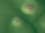 Mystery man-made mounds in the Deep South are older than the Great Pyramid... and leave experts baffled over their creation