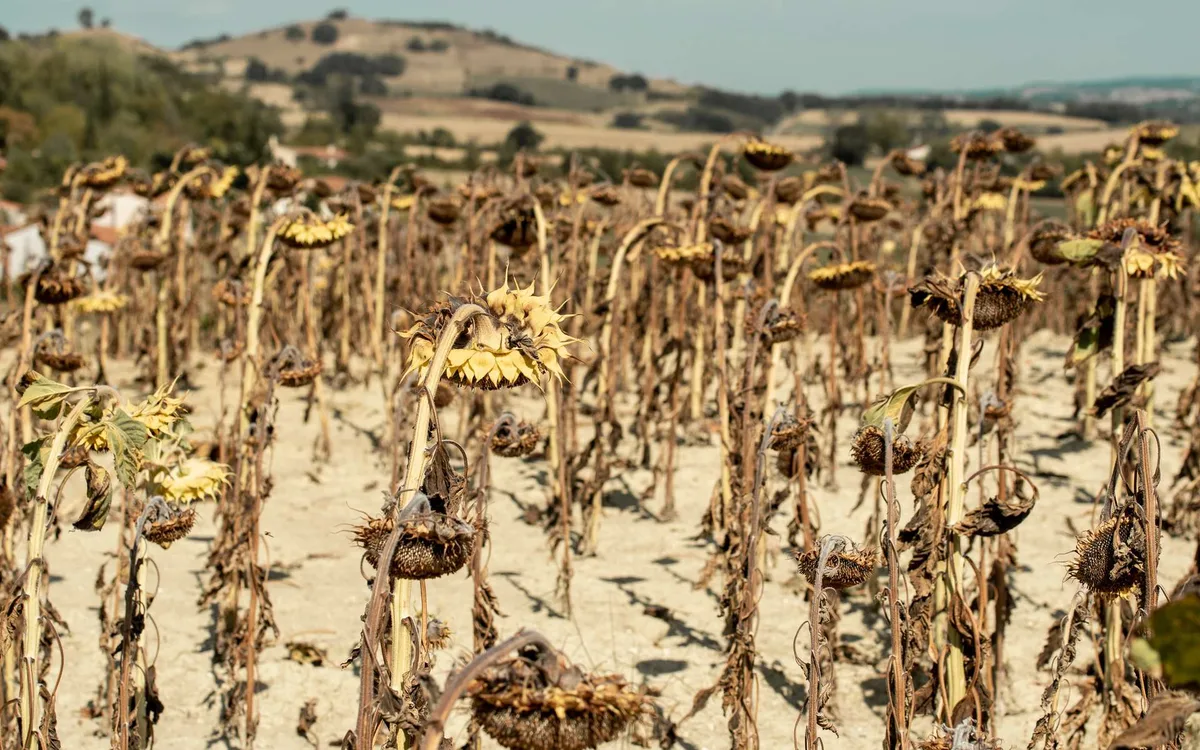 « Si on veut bien s’y mettre enfin ! » : l’appel à agir avant que l’agriculture française ne bascule