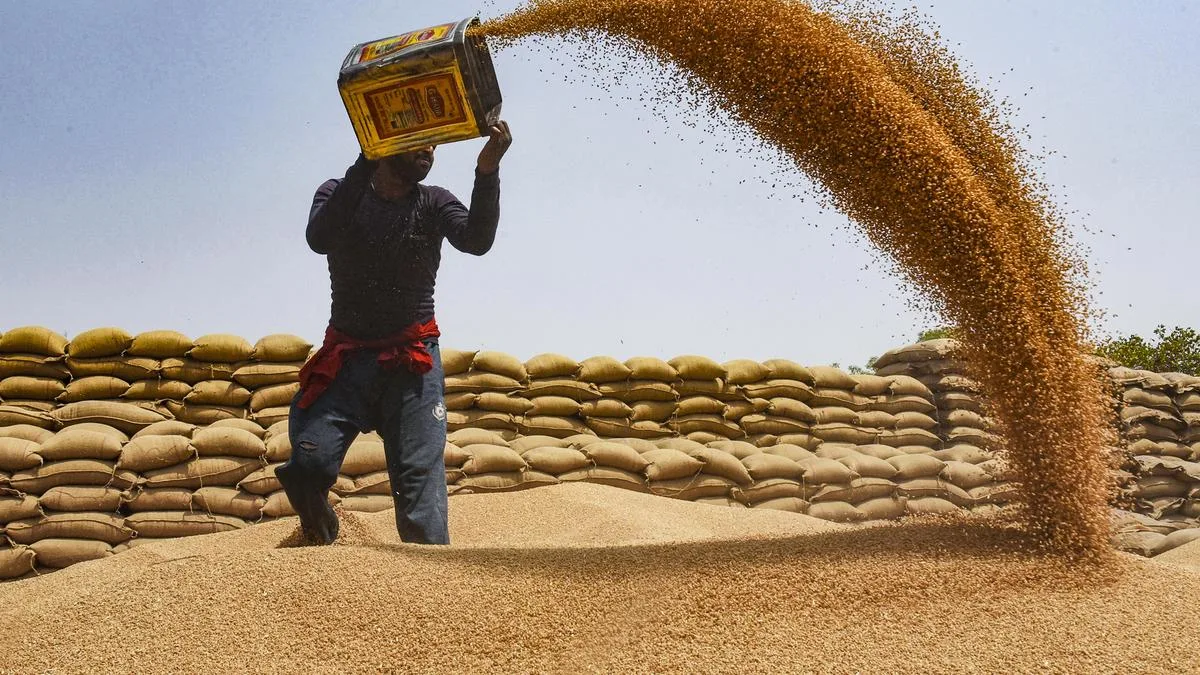 Government lifts ban on wheat exports, cites farmers’ interests amid depressed local prices