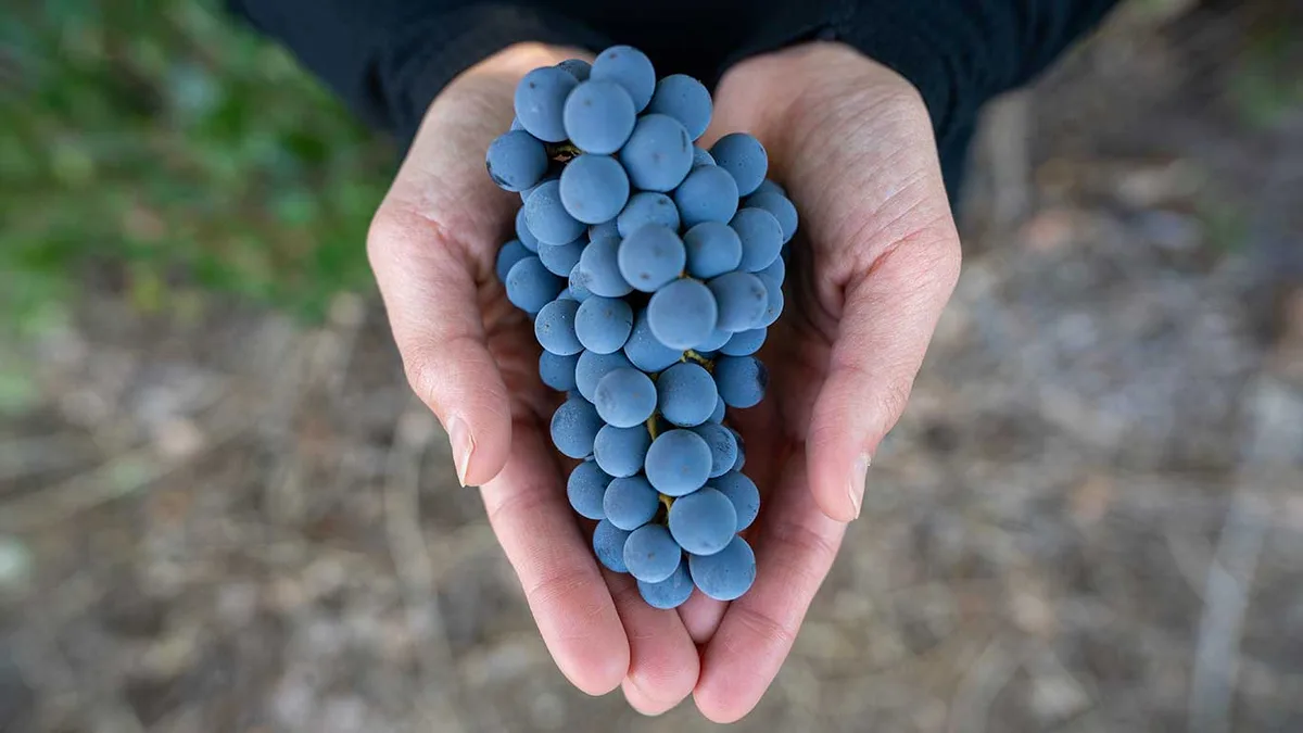 Día del Pinot Noir: el mapa argentino de una de las cepas más elegantes y difíciles de cultivar