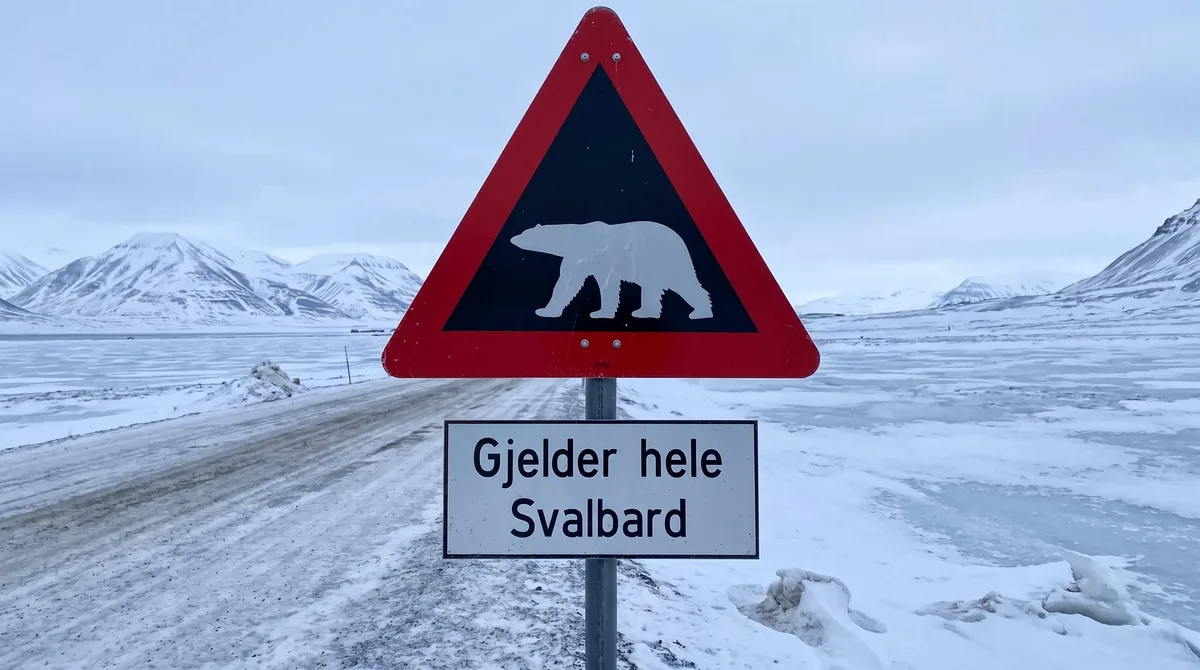Noruega: multan a un turista con más de USD 5.000 por despertar a un oso polar con una sirena marítima