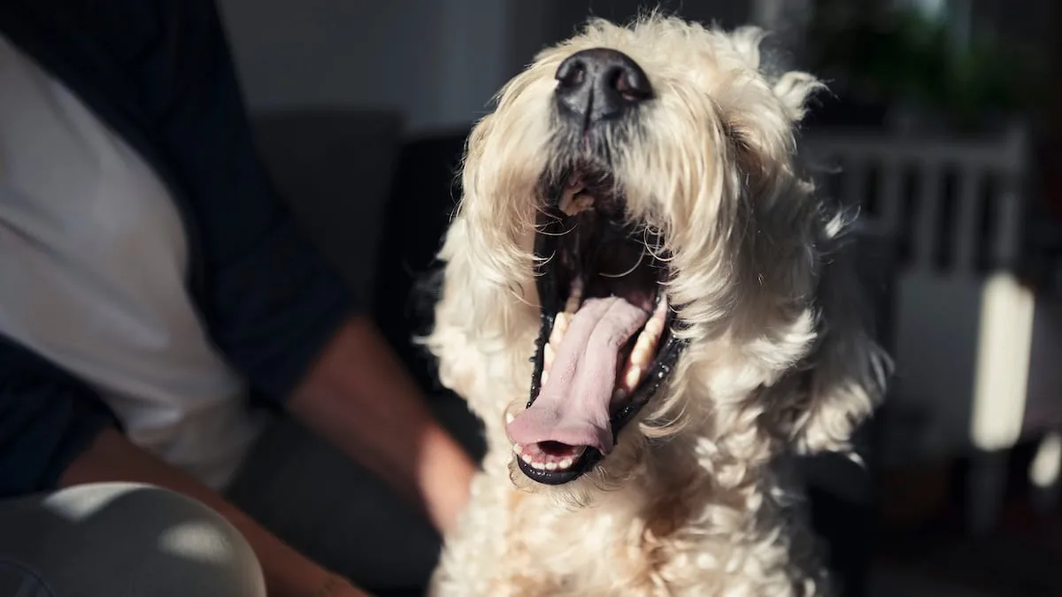 Müdigkeit, Freude oder Stress? - Was es wirklich bedeutet, wenn Ihr Hund gähnt