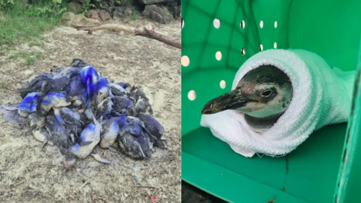 Mais de 160 pinguins aparecem mortos em um único dia em cidade de SC; especialistas investigam aumento